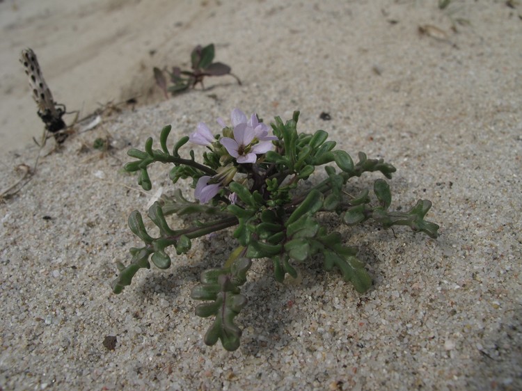 Cakile maritima